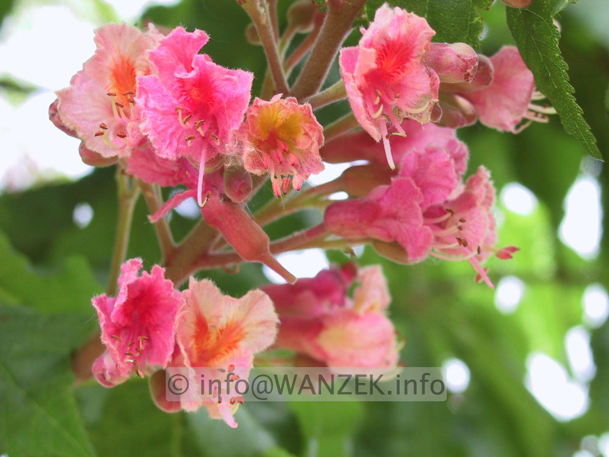 Aesculus carnea Briotti - Bluetenmacro.JPG